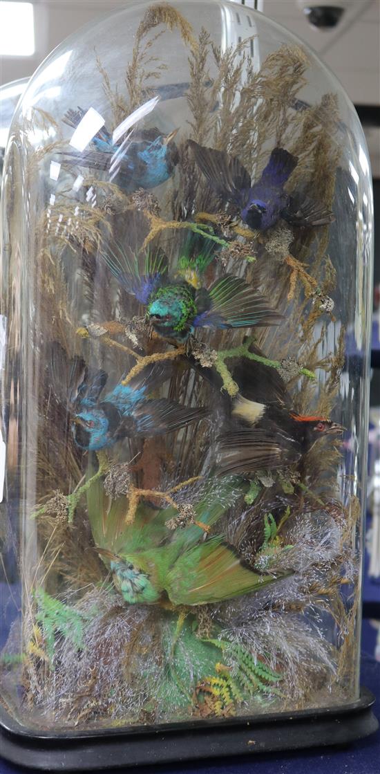 A Victorian taxidermy study of humming birds, under glass dome Height of dome 50cm